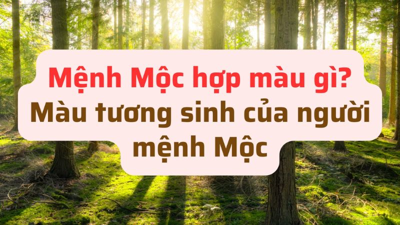 Mệnh Mộc hợp màu gì 2024